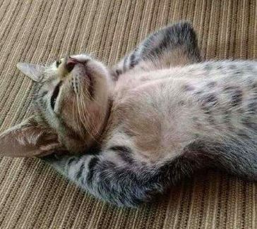 Что-то побегать захотелось, полежу немного может пройдет