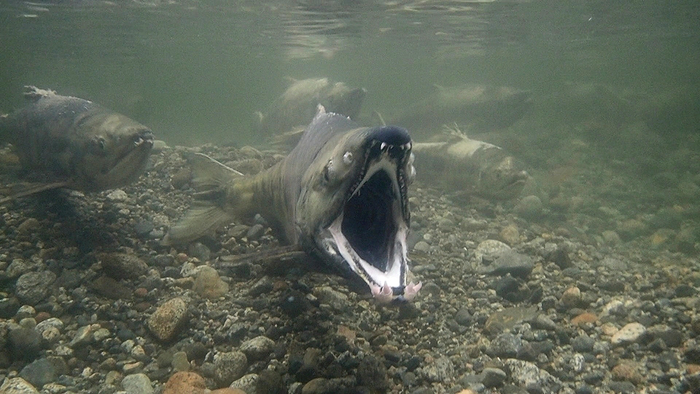 �������-������� �� ������������???