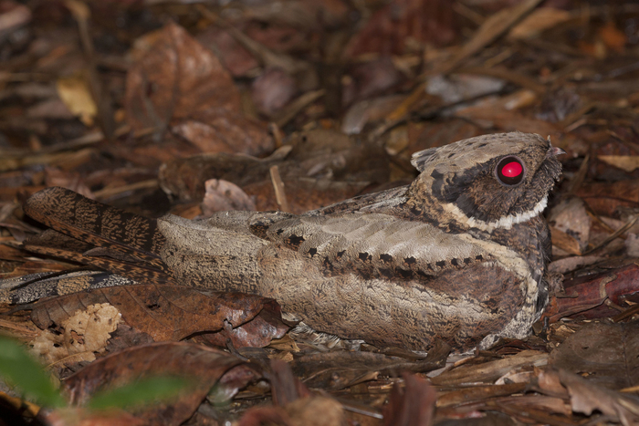 �� ������, ��� � ��� ����� ���� ������?