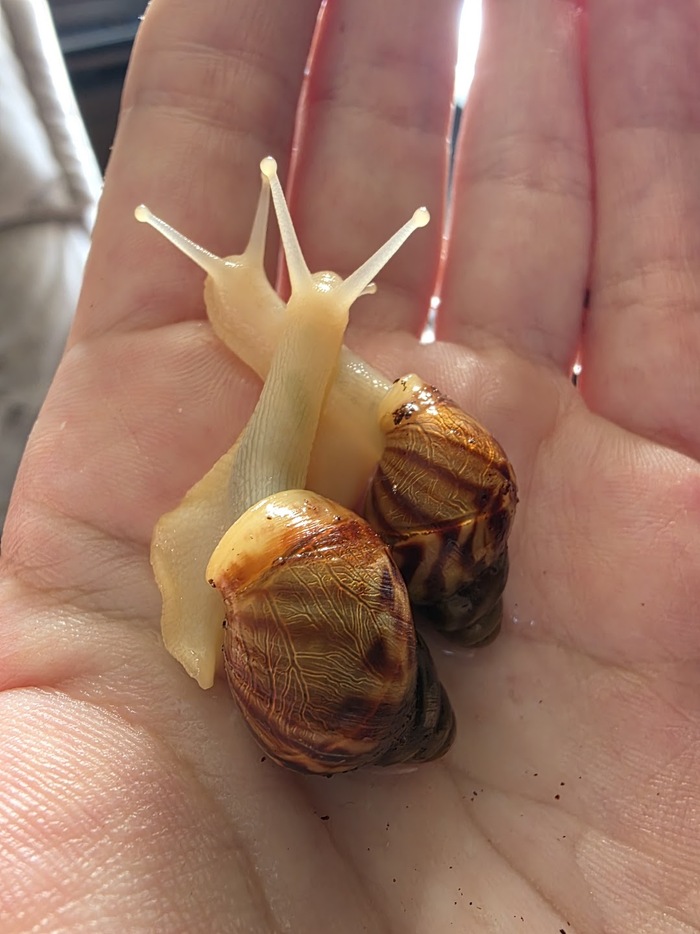 ����� ����