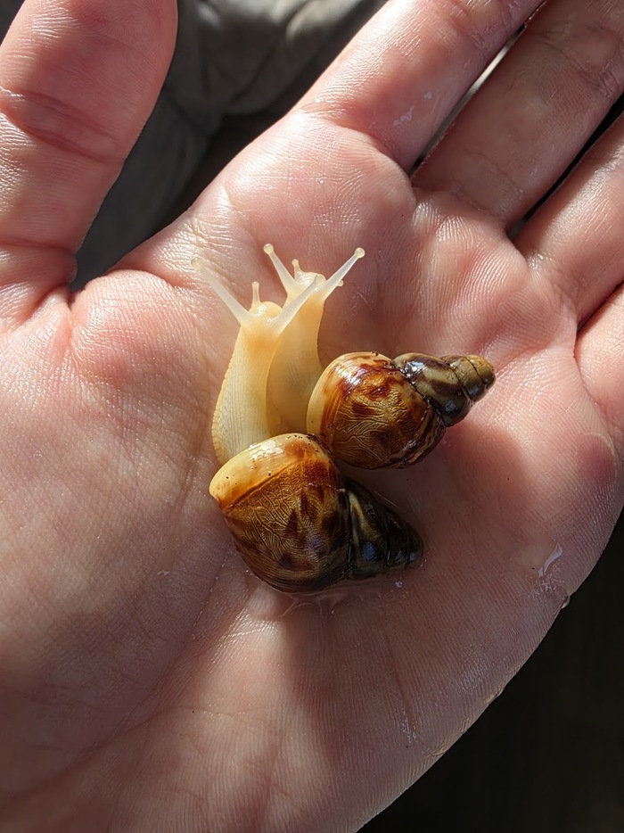 ������ ����