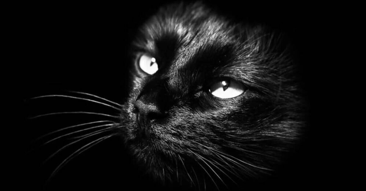 Cat - My, Rutube, Poems, Rhythm, Rhyme, Art, Russian poetry, Video