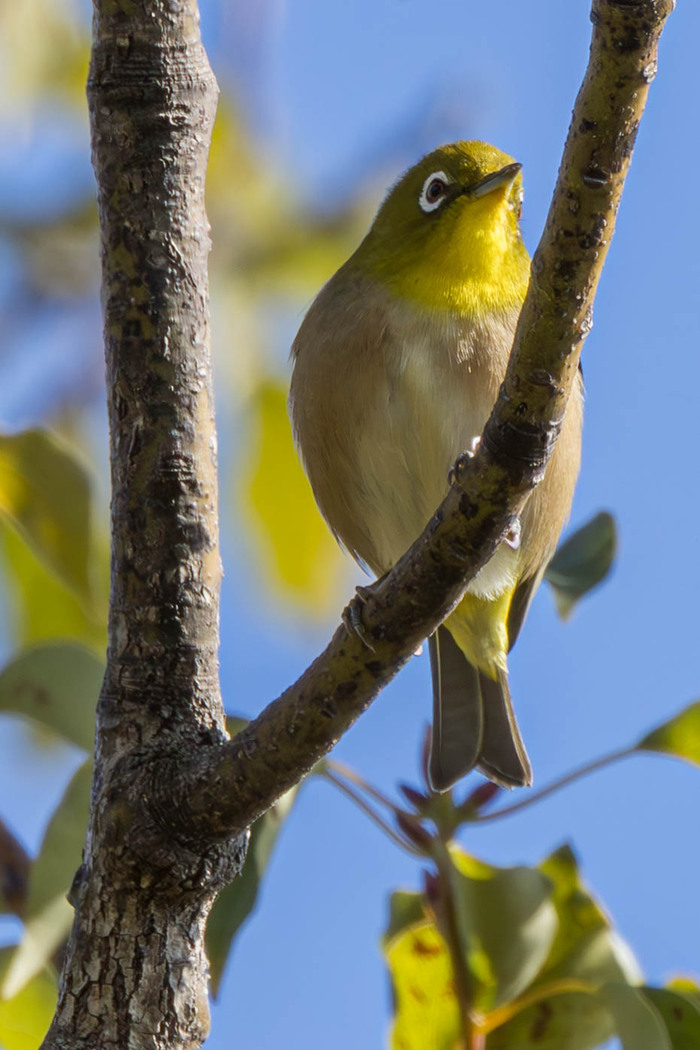 (���� �� �������� ��� ������� ��������)