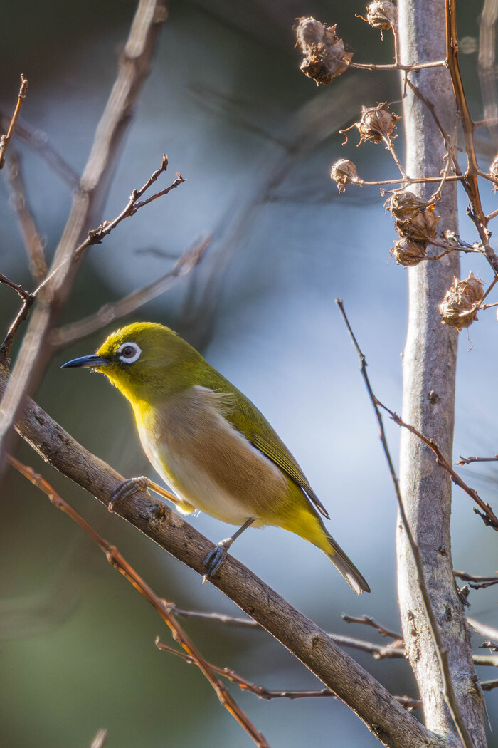 (���� �� �������� ��� ������� ��������)