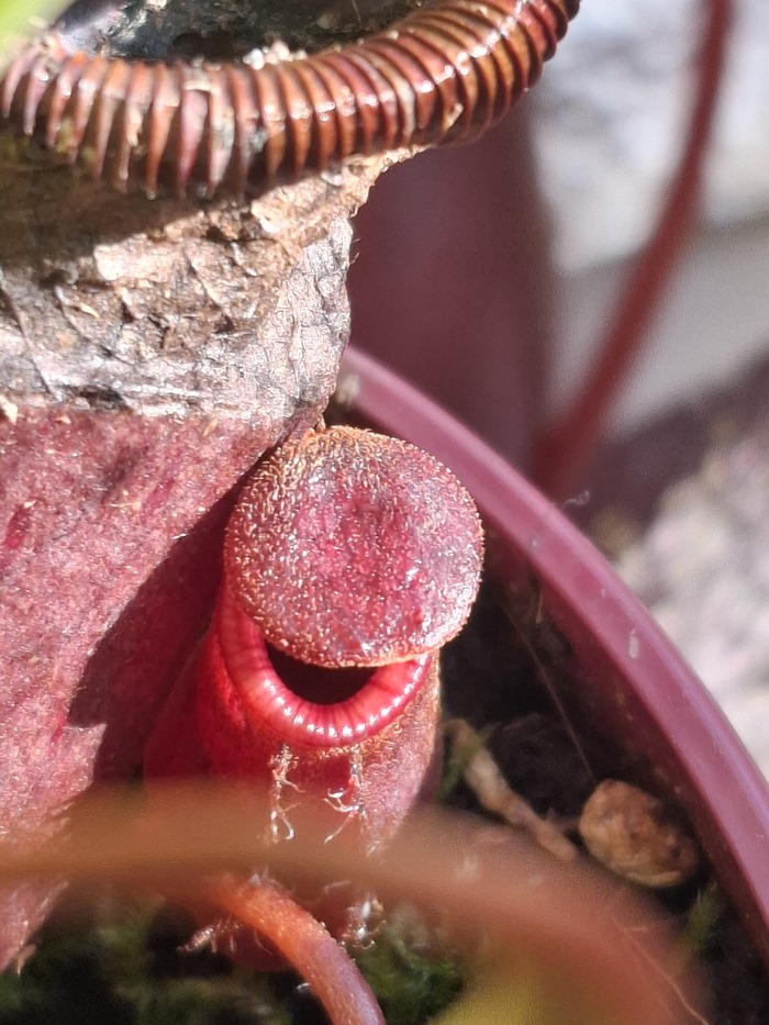 Маленькая бриггсиана