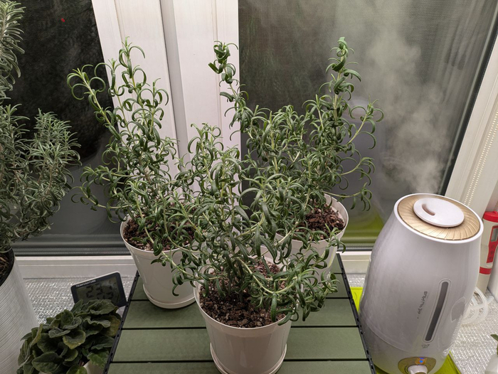 17-�������