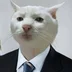 Kotophoto