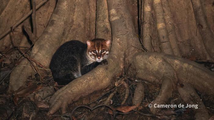 ��� �� ���������. ��� ��� ������?