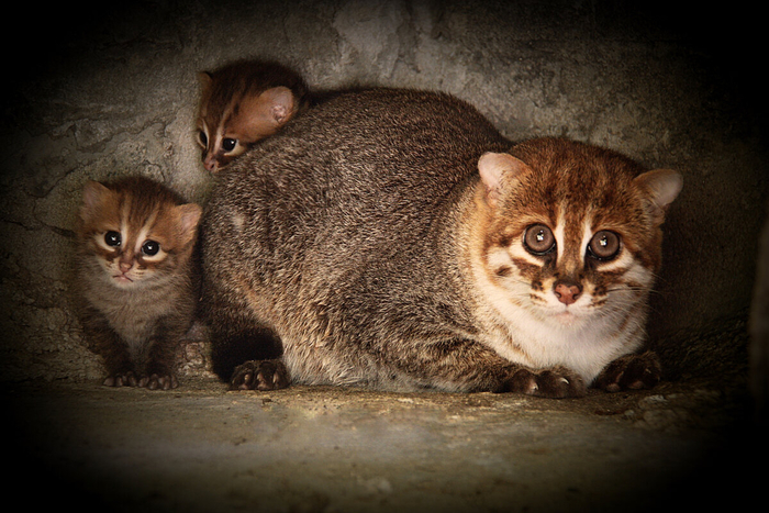 ������ ������������ ����� ������ ����� ������ ������ � ���. ��������� ��� ���� ������ �������� ��������.