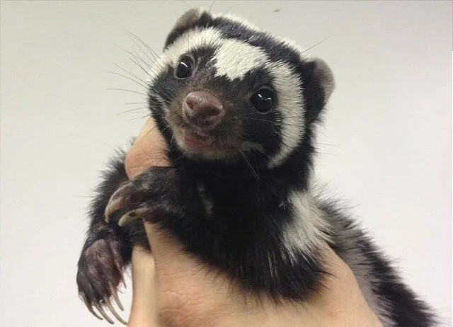 ��� ����, ����� ������, ���, ���� ������� ������������ � ����������������� ����� ����� � �������.