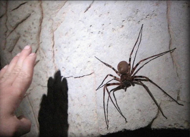 �����, �������, � ���� � ��� ���������?