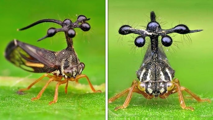 "����� ��������� �������" �� ������ ����������� ��������.