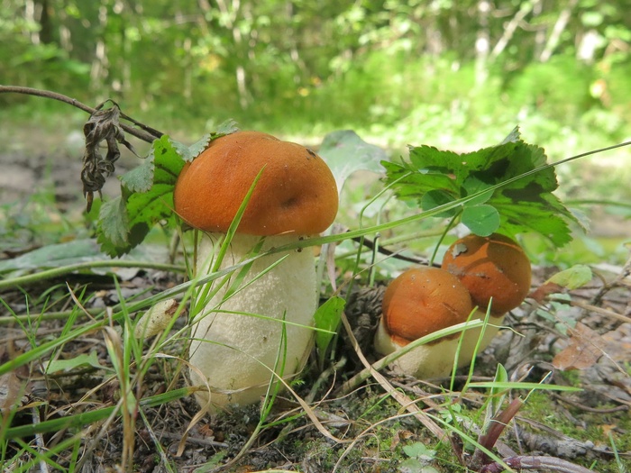 Подосиновик белоножковый. Фото Е. Охотиной.