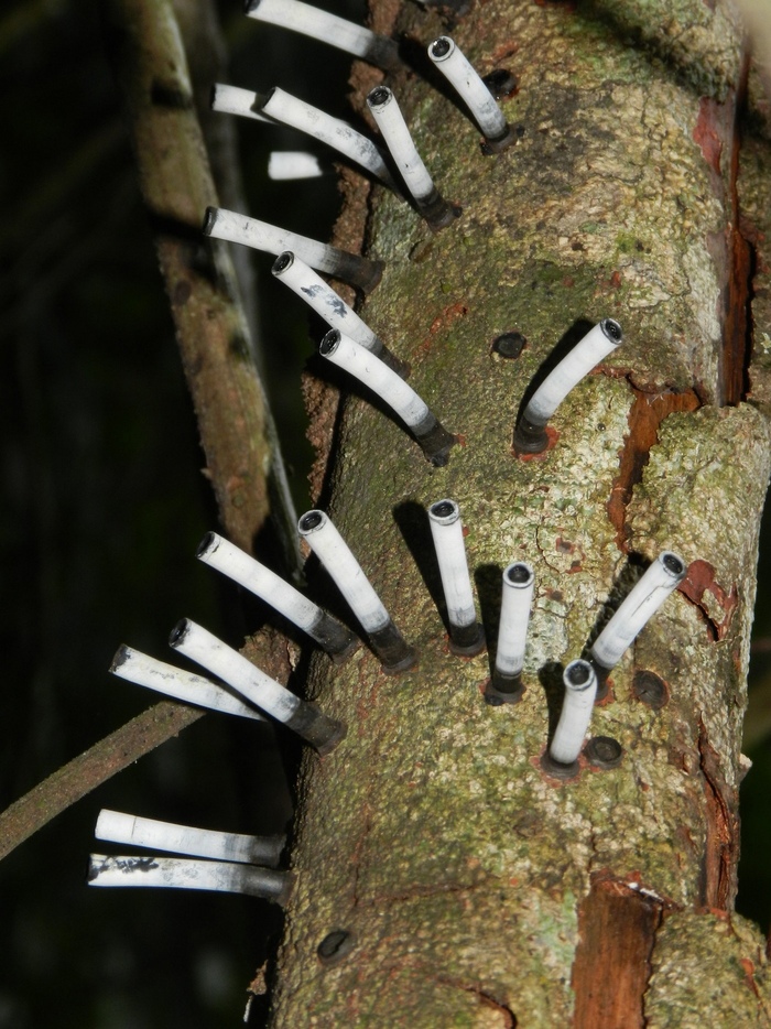 Стромы камиллеи. Фото с сайта <!--noindex--><a href="https://pikabu.ru/story/kamilleya_13709860?u=https%3A%2F%2Fvk.com%2Fgribarium&t=https%3A%2F%2Fvk.com%2Fgribarium&h=6cead8214911f590e7b08c8916357d8238240ef9" title="https://vk.com/gribarium" target="_blank" rel="nofollow noopener">https://vk.com/gribarium</a><!--/noindex-->