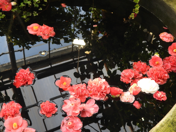 При опадании цветок камелии японской не распадается на отдельные лепестки, а покидает ветвь целиком. Фото Л. Головневой.