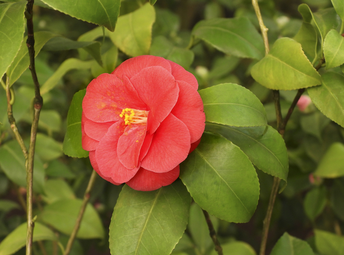 Цветущая камелия японская. Фото Л. Головневой.