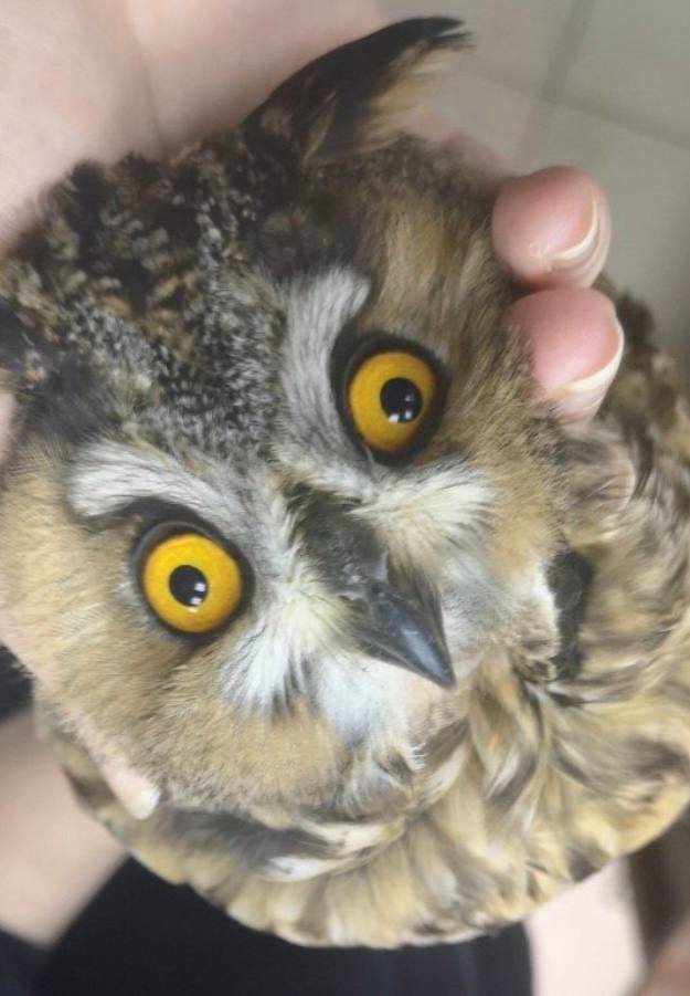 ������� ����