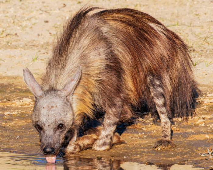 Обратите внимание, это совершенно иной вид гиен, а не привычные пятнистые. Герой этой статьи является родственником пятнистым гиенам, но их эволюционные линии давно разошлись.