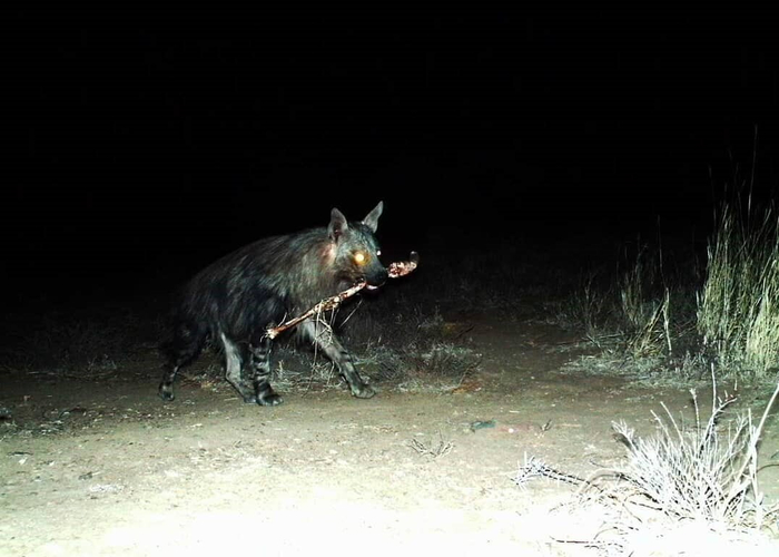 Тот самый подарок от кошки, который она приносит в 3 часа ночи.