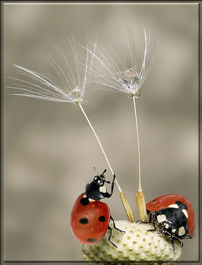 "Выпьем на брудершафт"