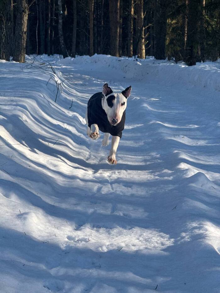 �������� �������