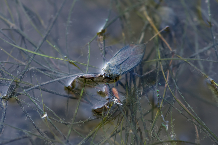 Эта парочка на катамаране выглядит очень аппетитно!