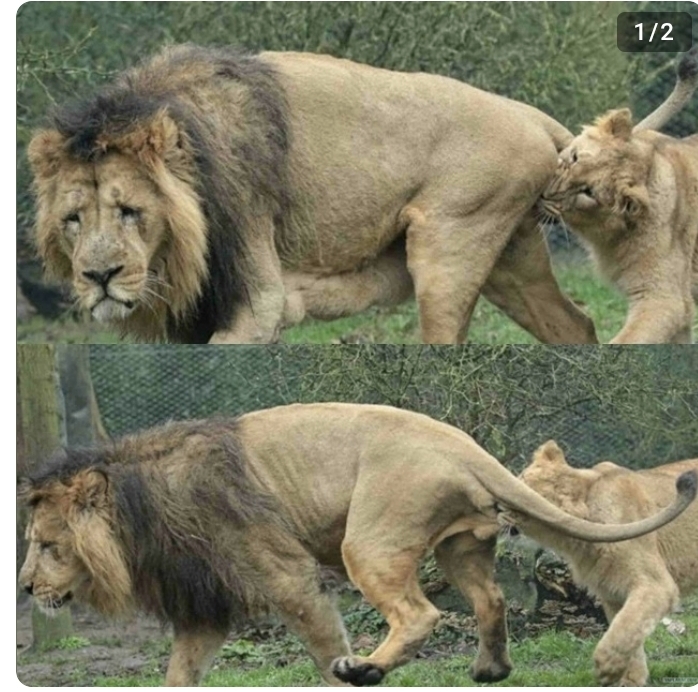 ����� ����
