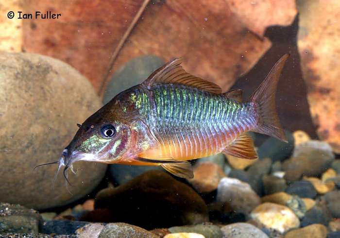 ���� ����� �������� �� �������?