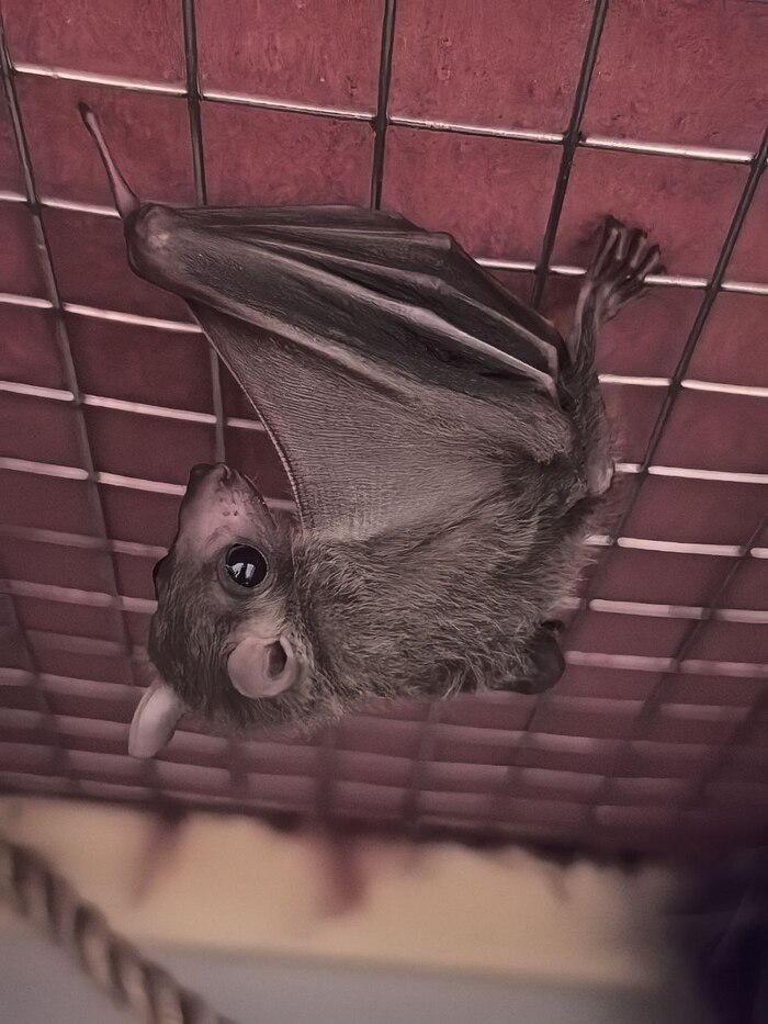 �������� ���������� ������ ���� maman