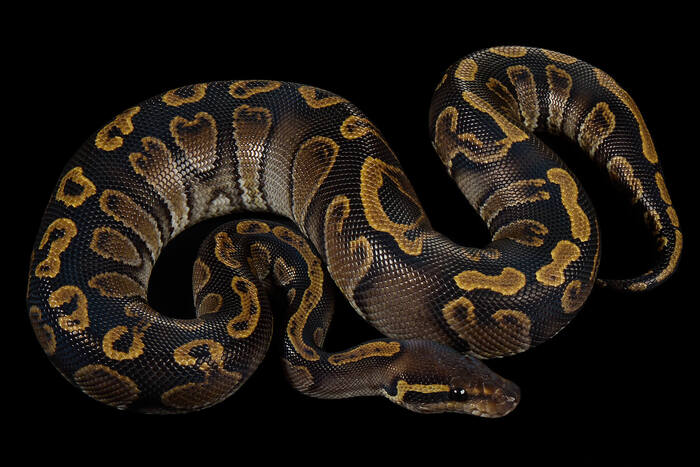 Один из моих питомцев, упражнялся на нём в фотографии.