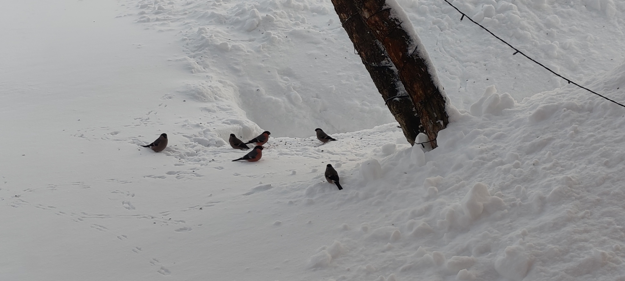 Magic feather bed - Series My Soviet childhood, My, Village, Childhood in the USSR, Childhood memories, Winter, Snow, Snowdrift, Own farm, Cow, Piglets, Featherbed, Skis, Slide, Joy, Happiness, Soviet television, Stars, freezing, Text, Longpost