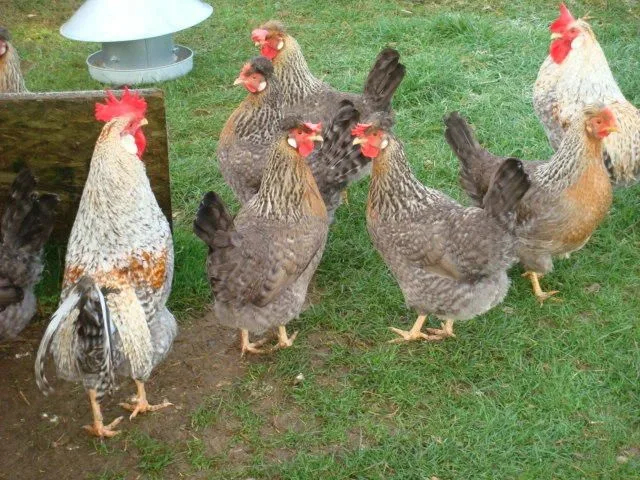 ���� �� ����