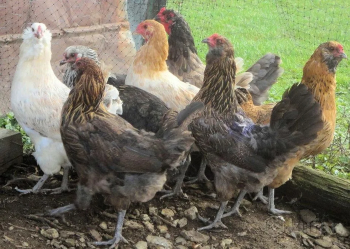 ���� �� ����