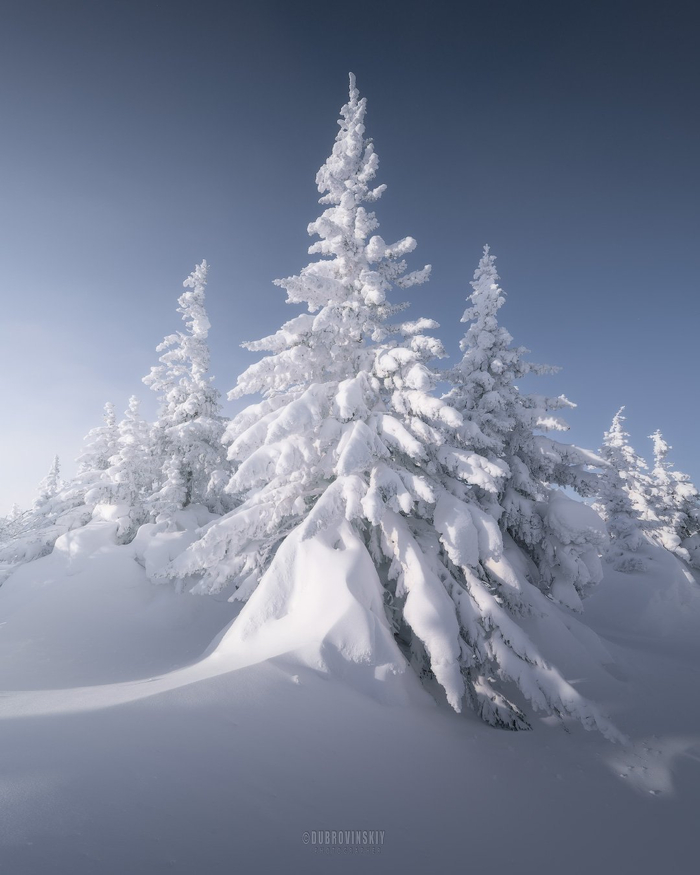 Ели. Фото: Дубровинский Михаил Михайлович<a href="https://pikabu.ru/story/snezhnoe_13717205?u=https%3A%2F%2Frtraveler.ru%2Fphoto%2F1481523%2F%3Fnew_photos%3D1&t=%D0%BE%D1%82%D1%81%D1%8E%D0%B4%D0%B0&h=e69cf3a88fc368281d76efaf1510db6b7d5a4fee" title="https://rtraveler.ru/photo/1481523/?new_photos=1" target="_blank" rel="nofollow noopener"> отсюда</a>