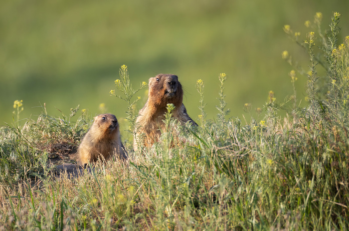 ������ - ������� �����