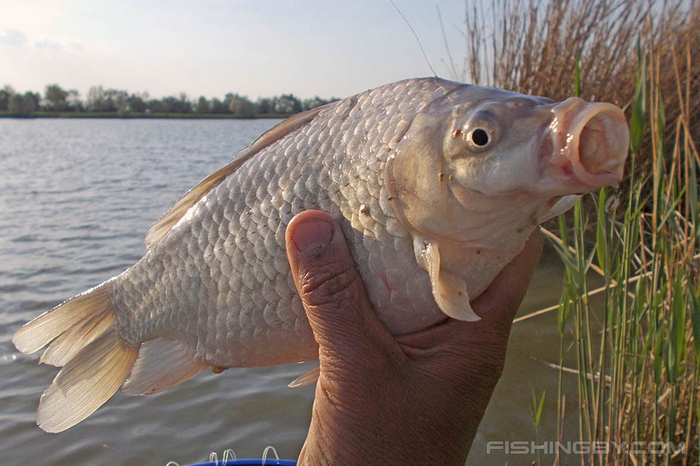 ������ �� ����� ��� ���������� ���������� ��������� � ���������� ������!