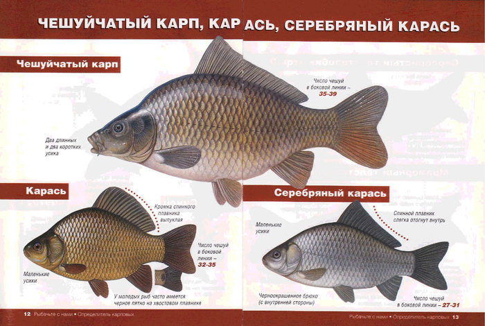 �� ������ ������� ����� ������? � ��� ����� ������ �� �����...