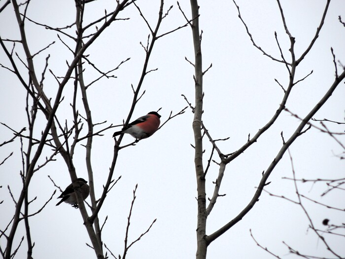 Самец сверху, самка снизу. Национальный парк "Лосиный остров", г. Москва. Снято на Nikon Coolpix P510