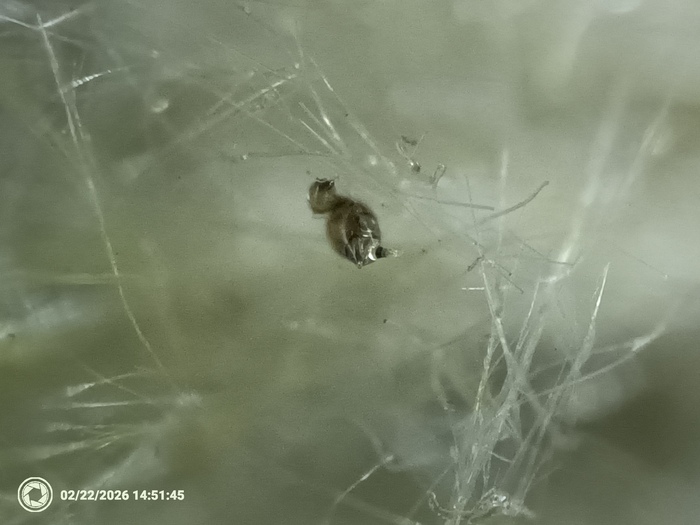 ������ ����� �����