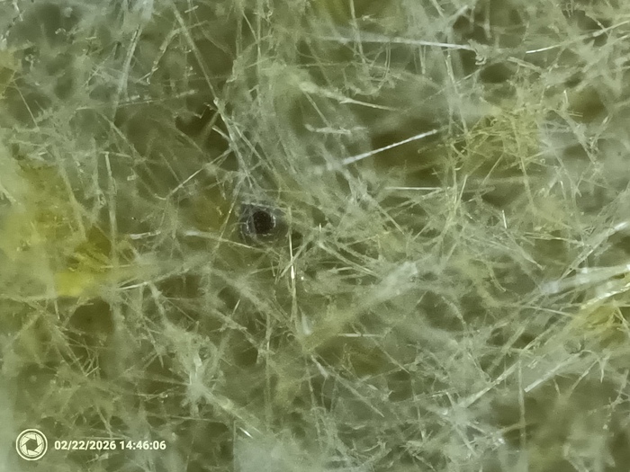 ������ ��������