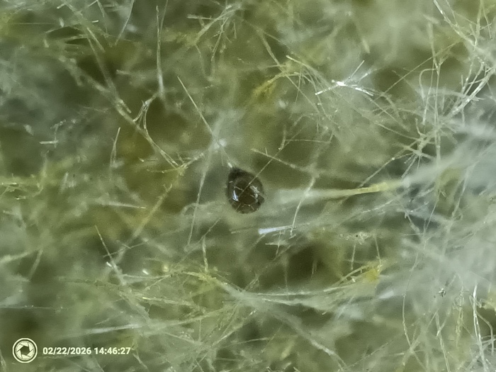 ������ ��������