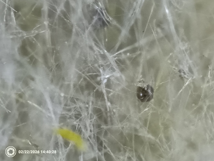 ������ ������������� ��������