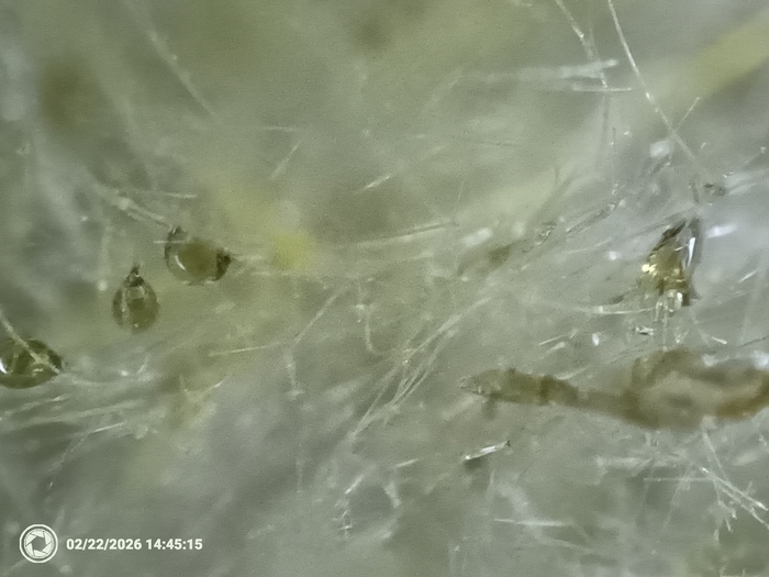 ������ ��������