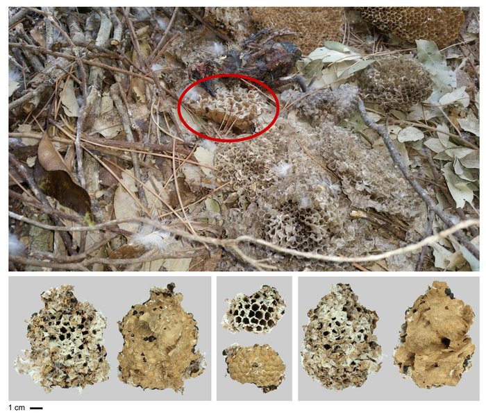 Соты азиатского шершня в гнезде осоеда. Наш герой!