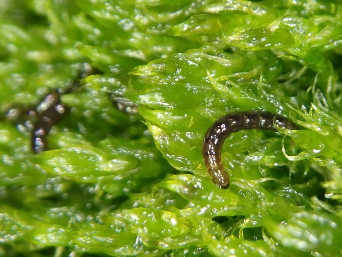 ������ ��� ������.