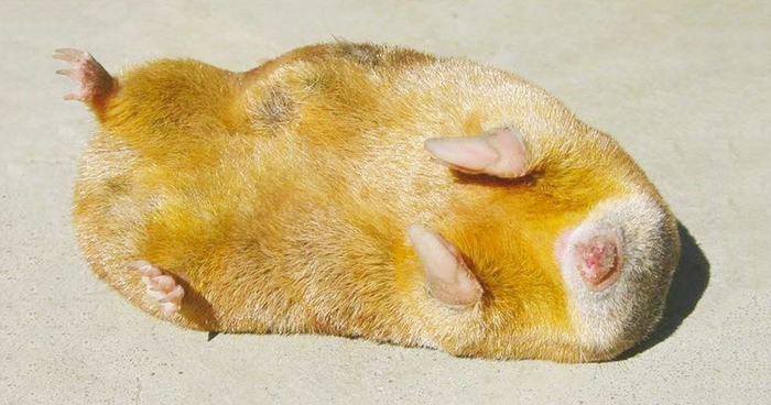 ������� ������.