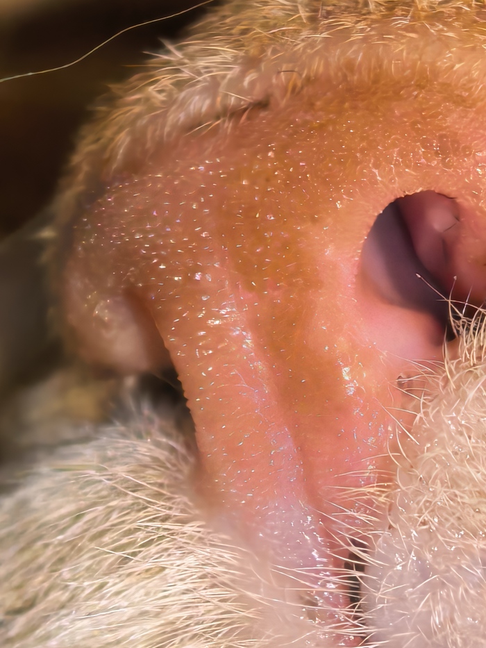 ������� ���, ������ ������ � ����