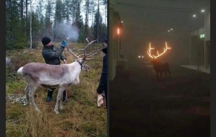 В Финляндии для безопасности красят оленям рога светоотражающей краской