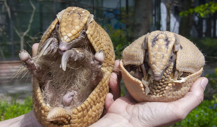 ������ ���� ������, ������ ���!