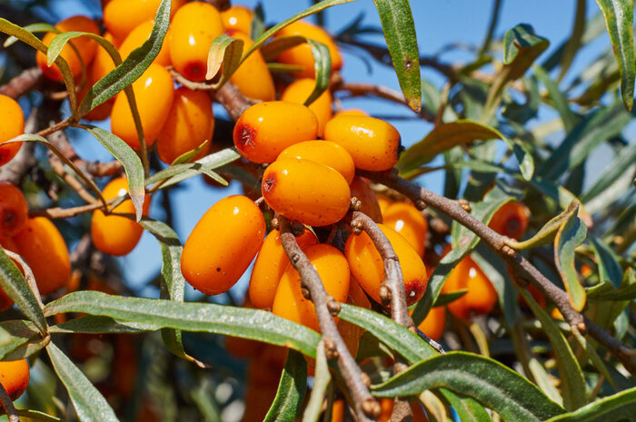 ���� � ����� <!--noindex--><a href="https://pikabu.ru/story/oblepikha_13738656?u=http%3A%2F%2Ftursar.ru&t=tursar.ru&h=2126642056aac4d3b4839d63b87b8488214e5d34" title="http://tursar.ru" target="_blank" rel="nofollow noopener">tursar.ru</a><!--/noindex-->